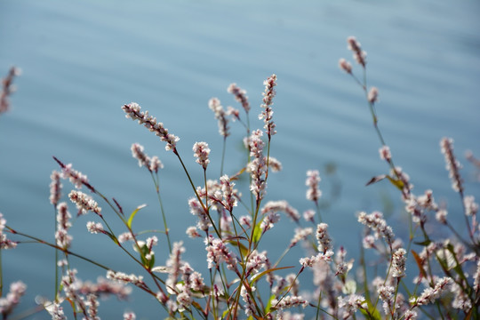 清新小白花背景