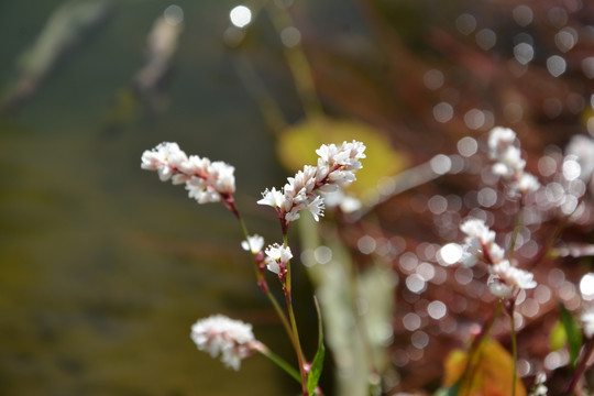 清新小白花