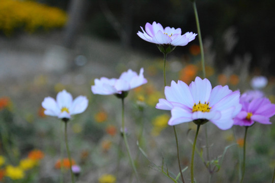 格桑花