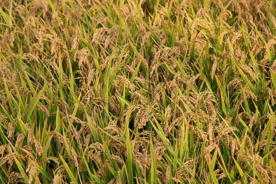稻田 稻穗 稻子