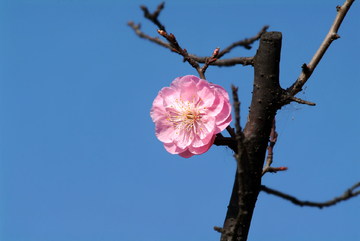 榆叶梅 梅花 花朵 花蕊