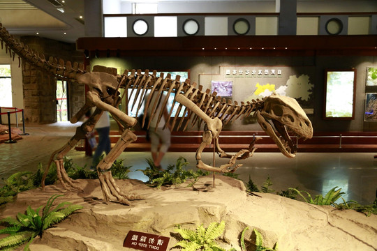 恐龙化石 恐龙骨骼化石 恐龙
