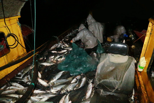 大网捕鱼 渔业捕捞 捕鱼 捕捞