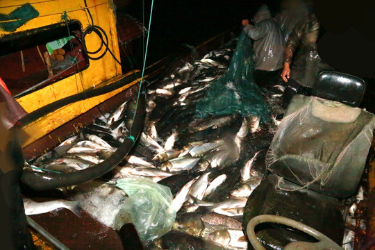 大网捕鱼 渔业捕捞 捕鱼 捕捞