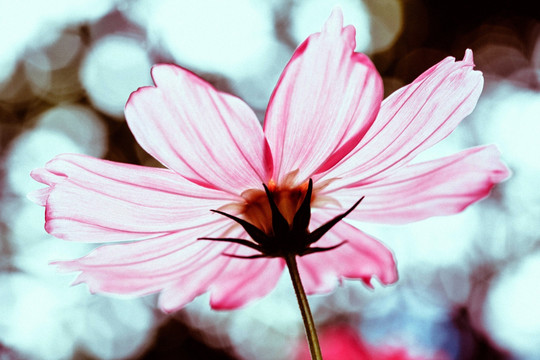 格桑花特写