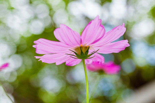 格桑花特写