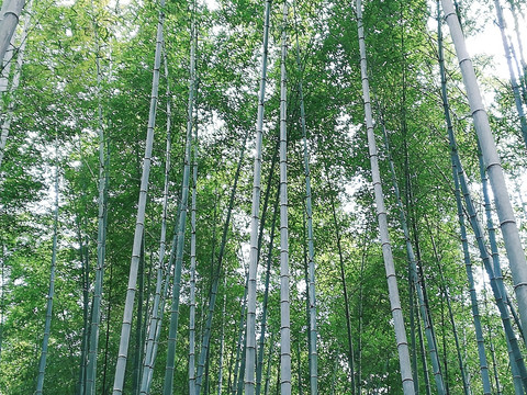 竹林