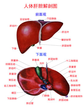 人体肝胆解剖图