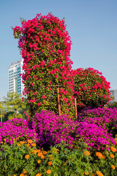 柳州市首届三角花展美图