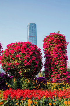 柳州市首届三角花展美图