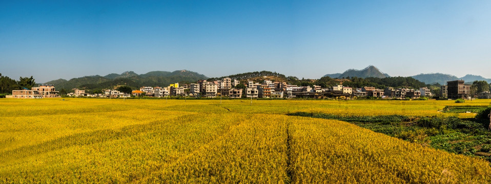 金秋田野