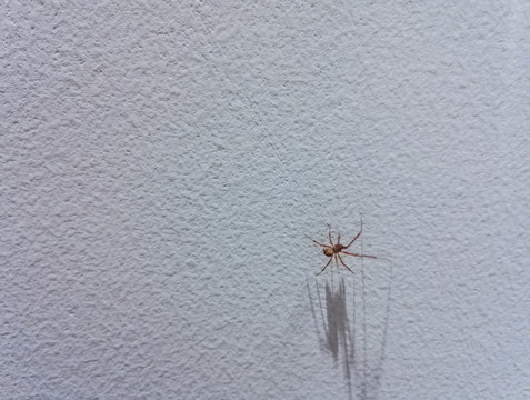 涂料墙面上的一只小蜘蛛
