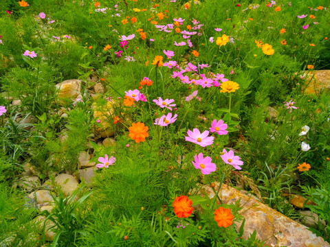 烂漫野花