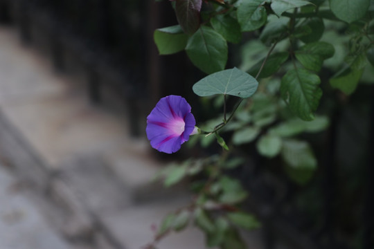 牵牛花