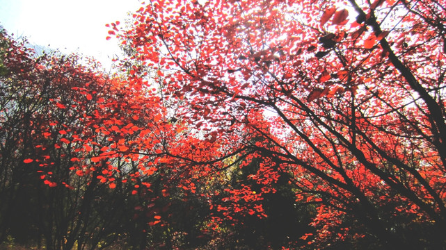 秋景 红叶黄栌