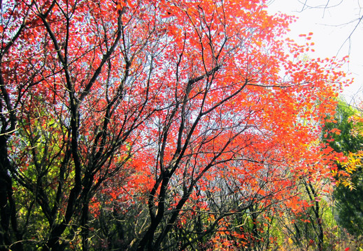 秋景 红叶黄栌