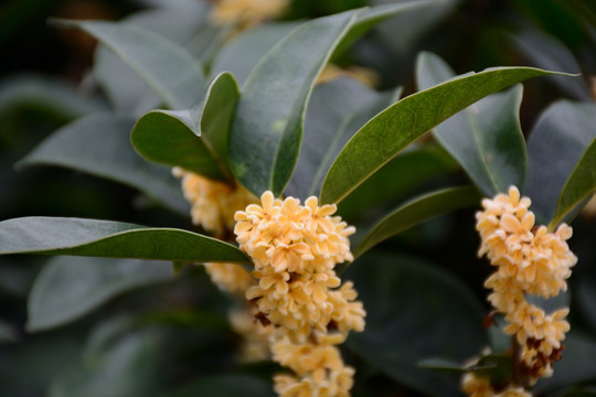 桂花树 桂花