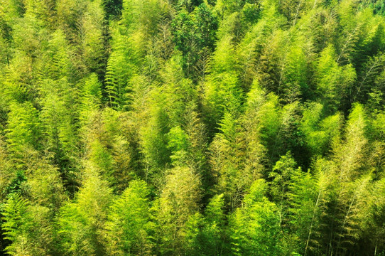 竹林风景