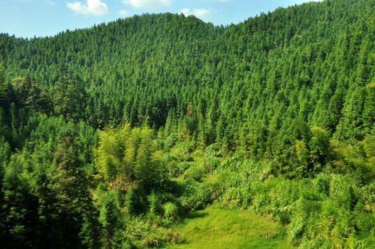 大山森林