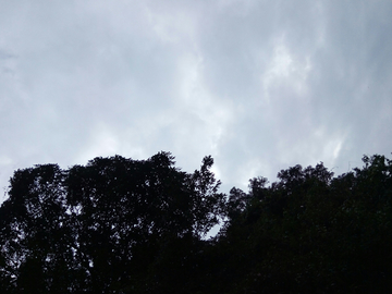 乌云天空树影