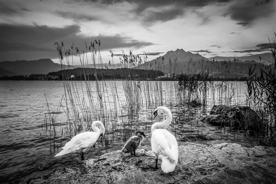 瑞士琉森湖畔白天鹅 黑白艺术