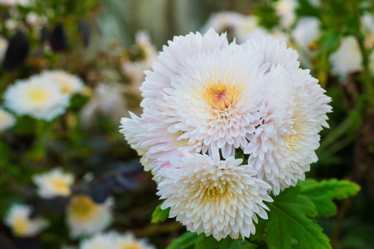 菊花