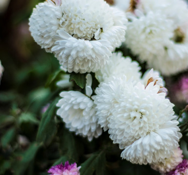 菊花