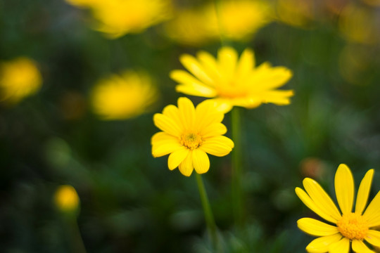 黄花