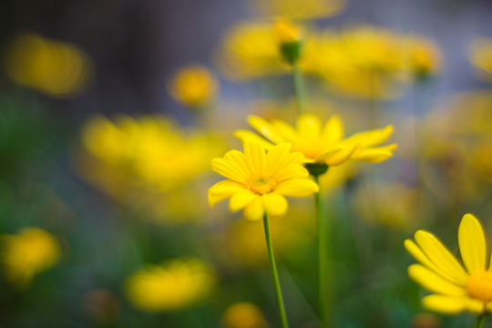 黄花