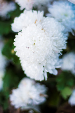 菊花