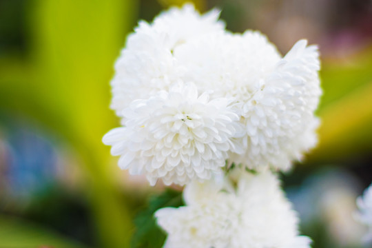 菊花