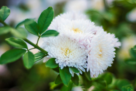 菊花