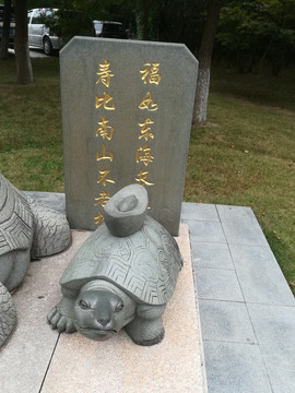 金钱龟