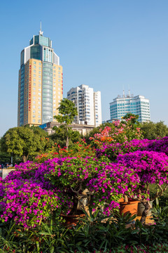 柳州市首届三角花展美图