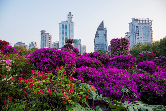 柳州市首届三角花展美图