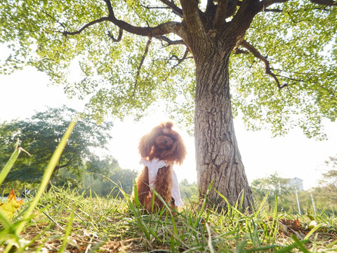 红色泰迪犬