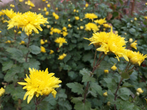 野秋菊