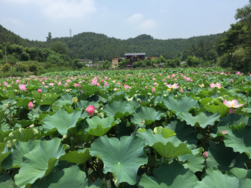 荷花池塘