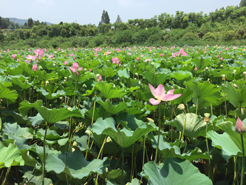 荷花池塘