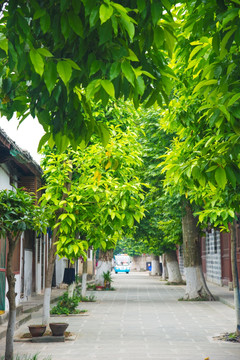 阆中古城老街绿树