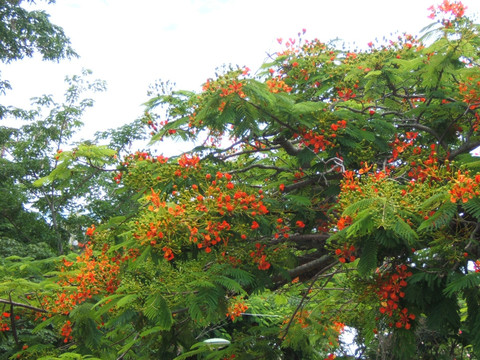 斐济火焰树