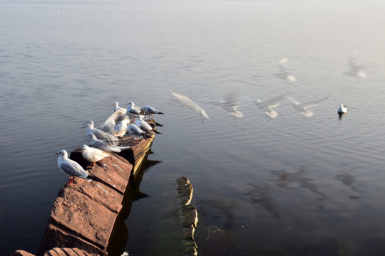 邛海 海鸥 湖泊 飞鸟 海鸟