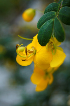 黄花决明