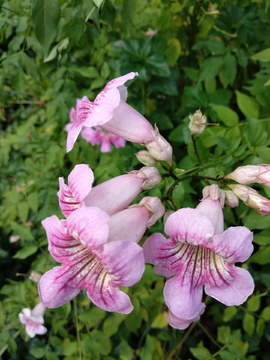 非洲凌霄花