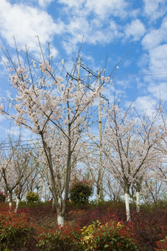 樱桃花