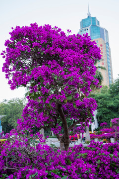 柳州市首届三角花展美图