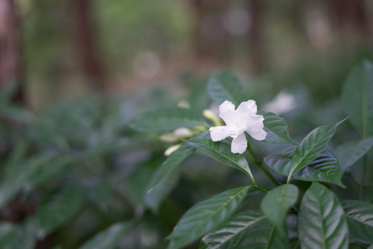 狗牙花