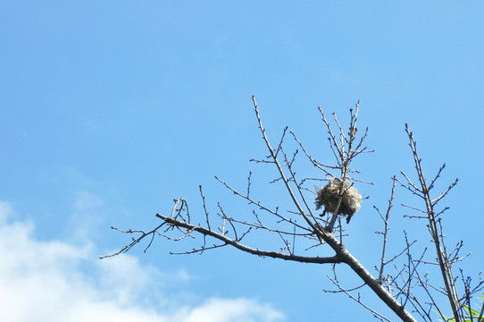 树枝上的鸟巢