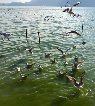湖边海鸥