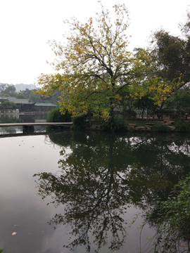 新都桂湖公园风景